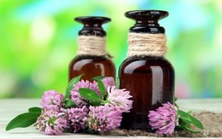 Clover: useful properties and contraindications, application