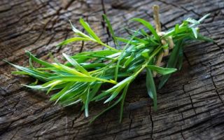 Tarragon herbs (tarragon): mga benepisyo at pinsala, larawan, resipe ng inumin