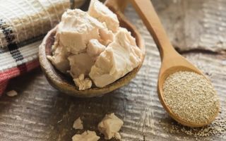 Why is brewer's yeast useful, which is better for gaining weight