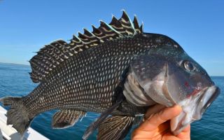 The benefits of sea bass for the human body