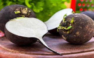 Black radish: useful properties and contraindications, reviews