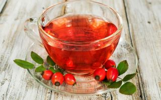 Rosehip tea: benefits and harms, how to brew properly, recipes