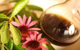 Echinacea tincture: composition, how to take adult men, women