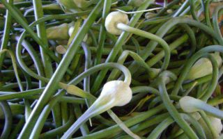 Green garlic: benefits and harms, preparation