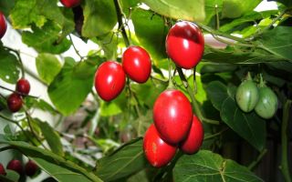 Beet tsifomandra (tamarillo): ang mga benepisyo at pinsala, tulad nito, larawan