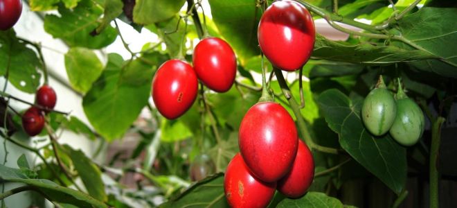 Beet tsifomandra (tamarillo): mga benepisyo at pinsala, tulad nito, larawan