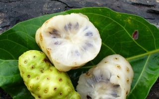 Noni juice: useful properties and contraindications, how to drink, reviews of doctors