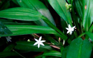 Chlorophytum: khasiat berguna, boleh anda simpan di rumah