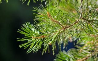 Medicinal properties and benefits of pine needles, contraindications