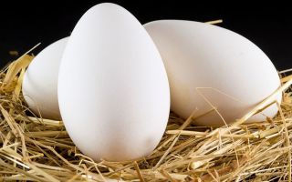 How are goose eggs useful?