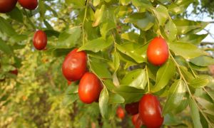 Ziziphus (unabi): useful properties and contraindications for the body, application