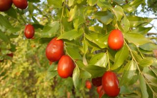 Ziziphus (unabi): useful properties and contraindications for the body, application