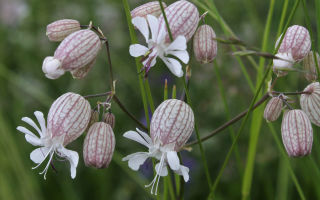 Smolyanka (smolevka): the use of herbs in folk medicine, properties