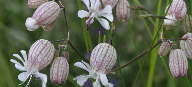 Smolyanka (smolevka): ang paggamit ng mga halamang gamot sa katutubong gamot, mga katangian