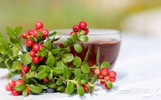 The benefits and harms of tea made from lingonberry leaves, berries