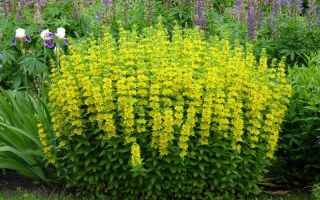 Bazhanovets (loosestrife): sifat perubatan dan kontraindikasi, foto