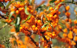 The benefits and harms of sea buckthorn for the human body, composition, vitamins