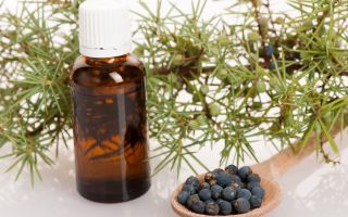 Minyak Juniper: sifat perubatan, cara memasak