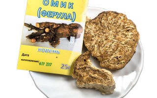 Medicinal properties, benefits and harms of omik (Dzhungarian ferula)