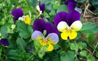 Mga katangian ng gamot at benepisyo ng pansies (mga tricolor violet)