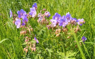 Description, medicinal properties and photo of meadow crane (geranium)