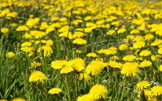 Dandelion tea: beneficial properties, how to make