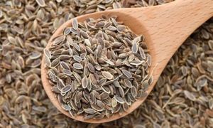 Dill seeds: beneficial properties, how to brew and take