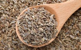 Dill seeds: beneficial properties, how to brew and take