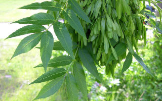 Medicinal properties and application of bark, ash wood