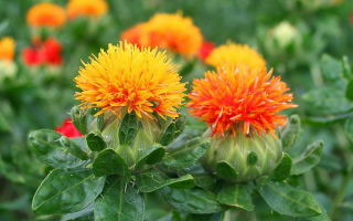 Minyak safflower: sifat berguna dan kontraindikasi, cara pengambilannya