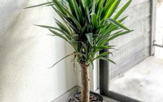 Yucca: beneficial properties where it grows in nature