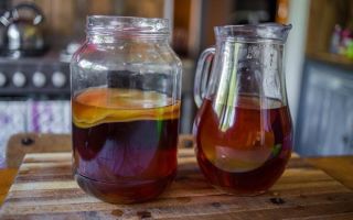 Manfaat dan keburukan kombucha, bagaimana menanamnya di rumah