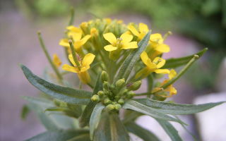 Jaundice herb: medicinal properties, composition and application