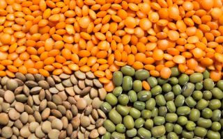 Why lentils are useful, how to cook them deliciously