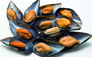 Why mussels are useful for men and women