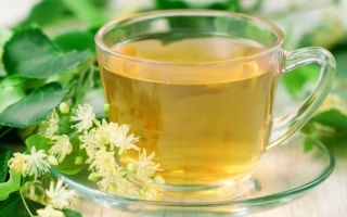 Linden tea: useful properties and contraindications, reviews