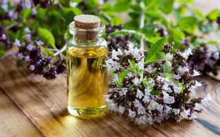 Essential oil of oregano (oregano): useful properties, application, contraindications