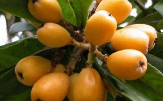 Medlar: sifat berguna dan kontraindikasi