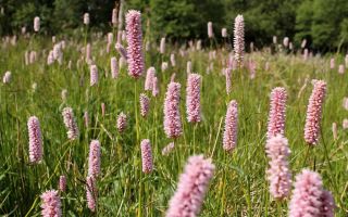 Serpentine (snake mountaineer): medicinal properties of the plant, composition, photo