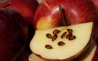 Apple seeds: benefits and harms