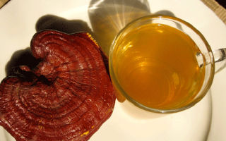 Ang kabute na may kakulangan na ganoderma (reishi): mga kapaki-pakinabang na katangian at contraindication