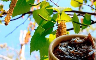 Birch tar: properties and contraindications, how to take