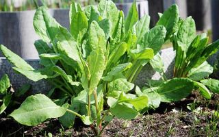 The healing properties of sorrel and contraindications