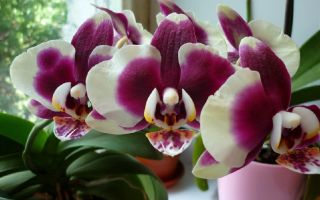 Are orchids harmful, properties, impact on humans