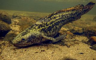 Burbot: sifat berguna, seperti apa, kontraindikasi