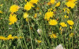 Sow thistle: useful properties of herbs and contraindications, harm