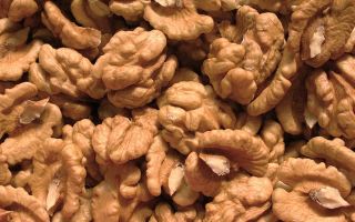 Walnuts: useful properties and contraindications, how much to eat per day