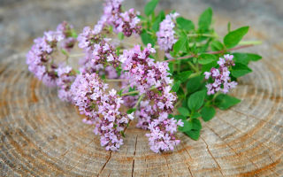 Oregano (oregano): faedah dan kemudaratan, aplikasi, keterangan, foto tanaman