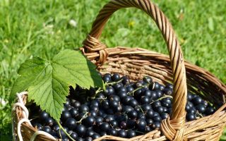 Black currant: useful properties and contraindications