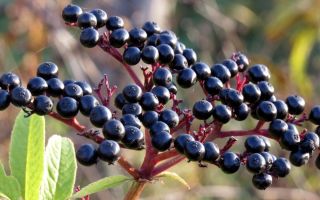 Elderberry: benefit and harm, description, photo